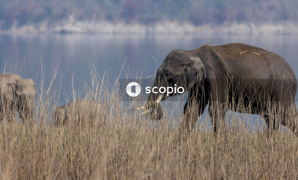 Elephant on brown grass field