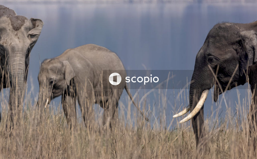 Asian elephant in the forest of Jim corbett