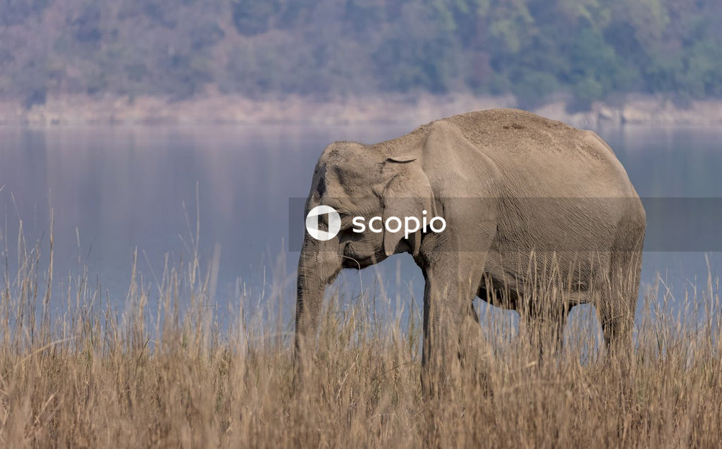 Elephant on brown grass field