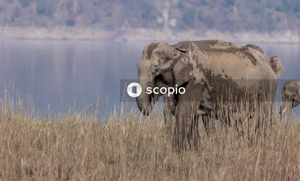 Elephant on brown grass field