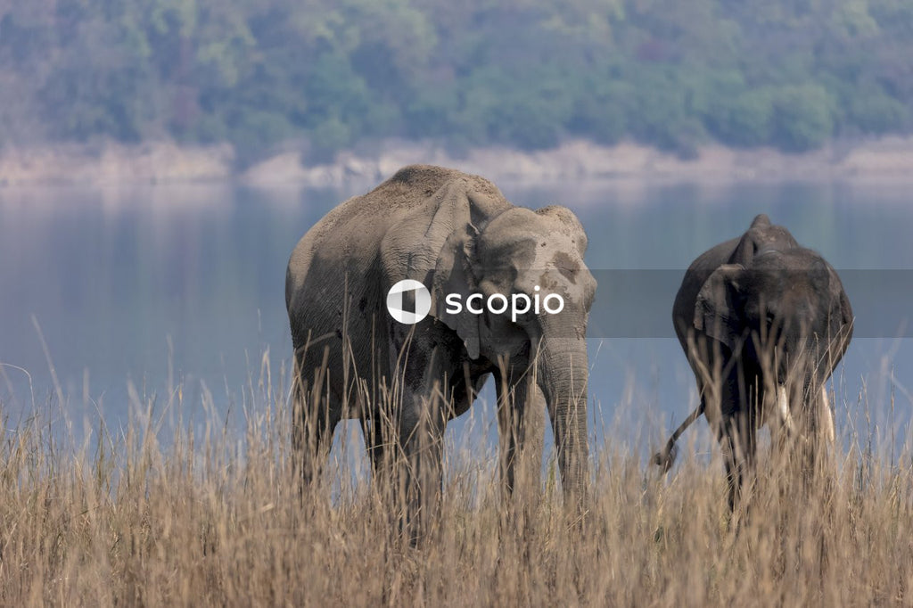 Elephant on brown grass field