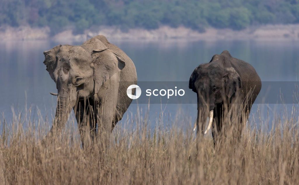 Elephant on brown grass field
