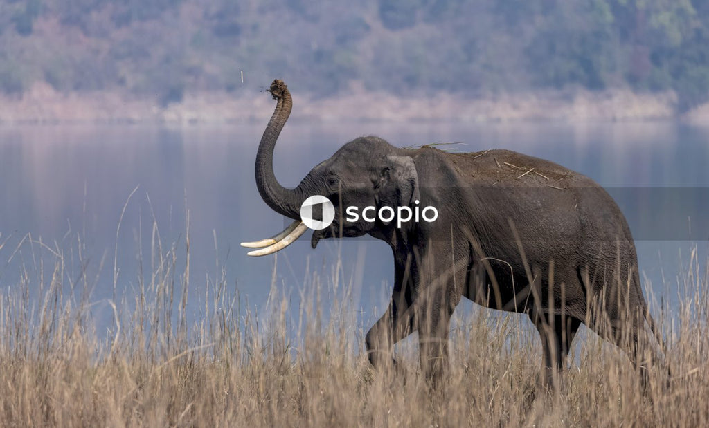 Asian elephant in the forest of Jim corbett
