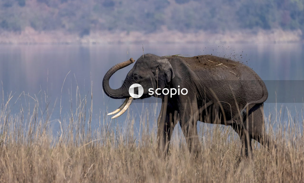 Elephant on brown grass field