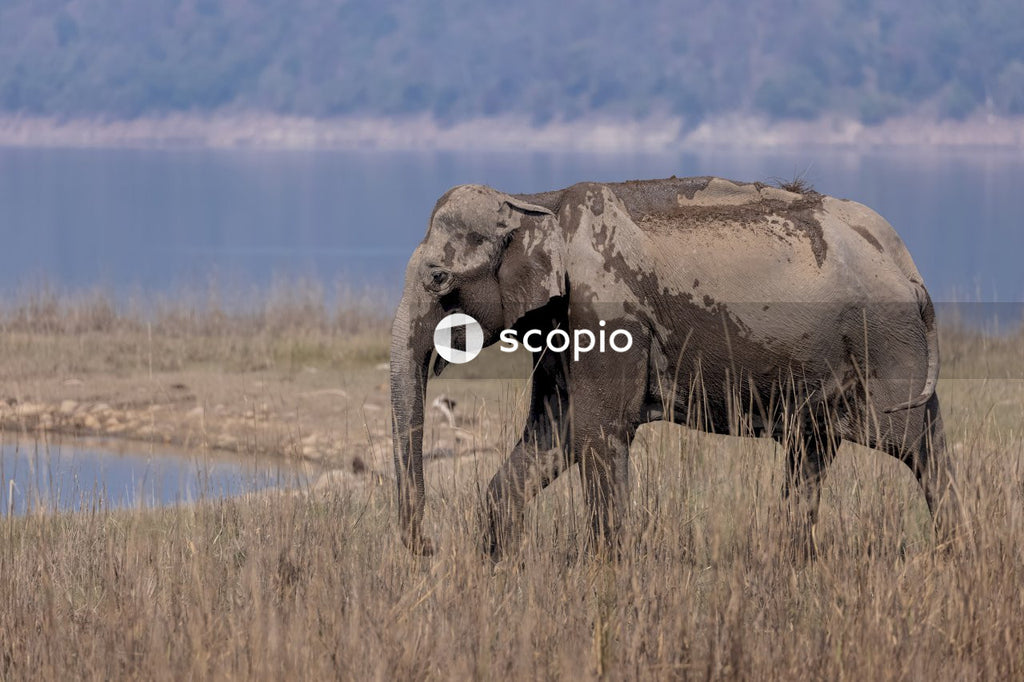 Elephant on brown grass field