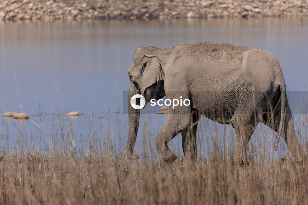 Elephant on brown grass field