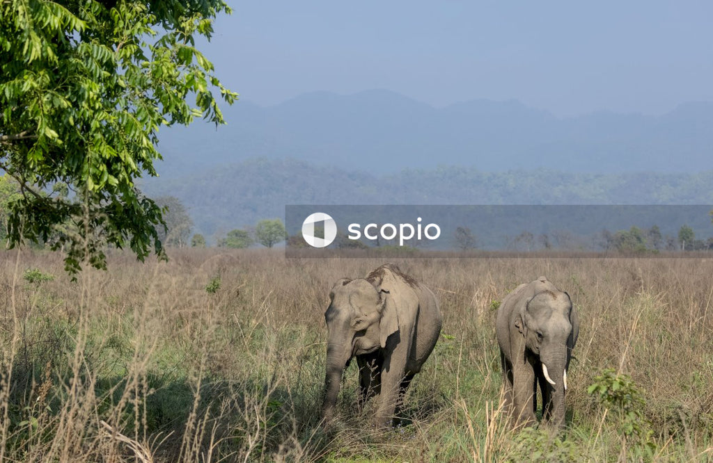 Asian elephant in the forest of Jim corbett