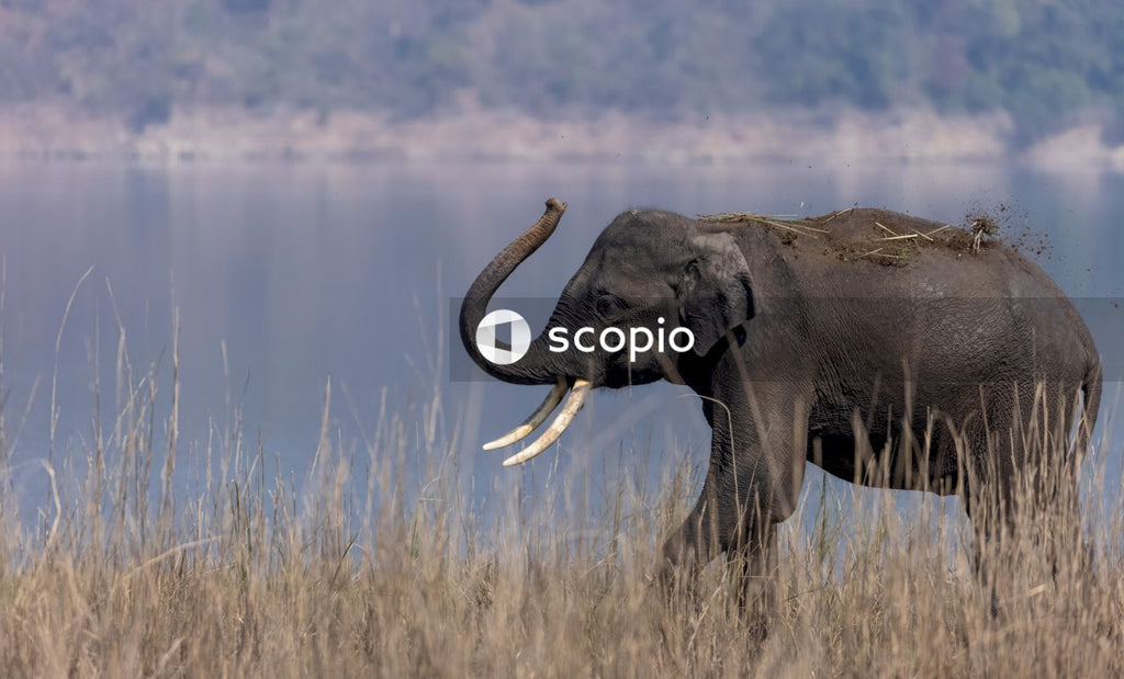 Elephant on brown grass field