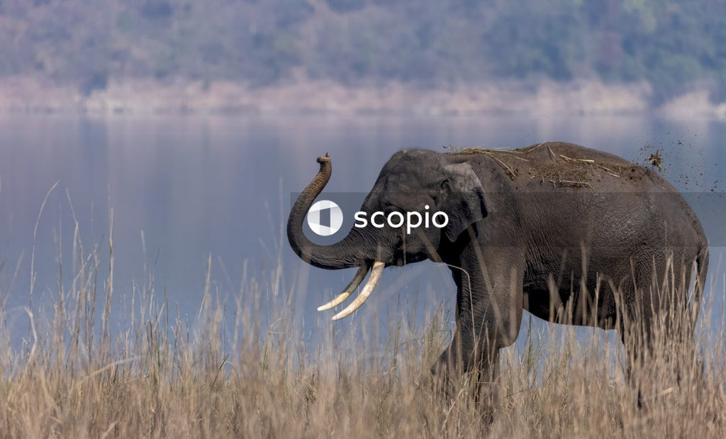 Asian elephant in the forest of Jim corbett