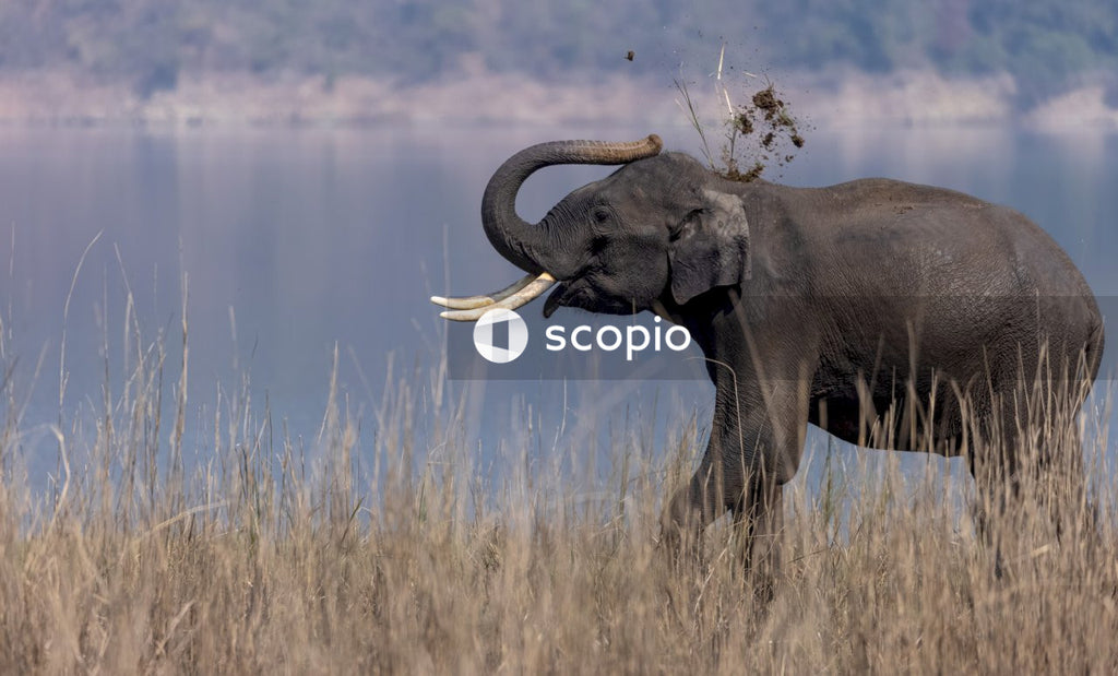 Asian elephant in the forest of Jim corbett