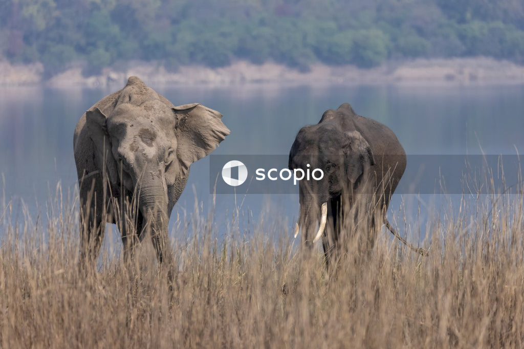 Elephant on brown grass field