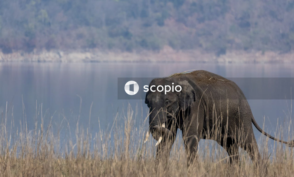 Elephant on brown grass field