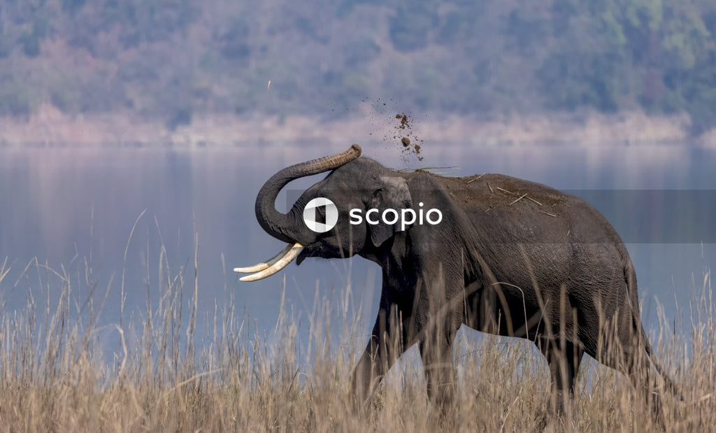 Elephant on brown grass field