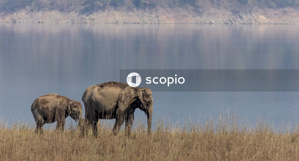 Elephant on brown grass field near body of water