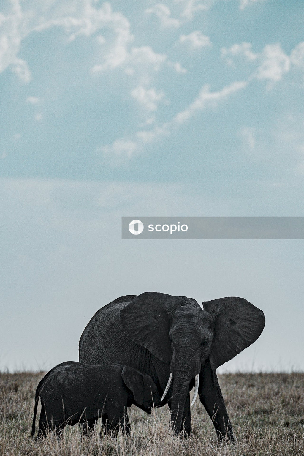 Elephant on brown grass field under blue sky