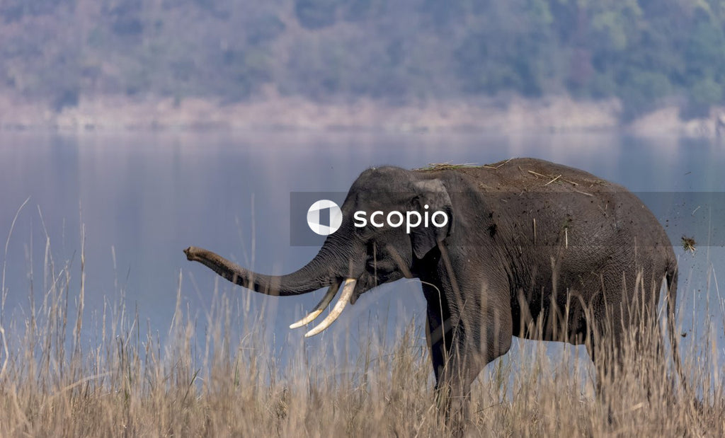 Elephant on green grass field