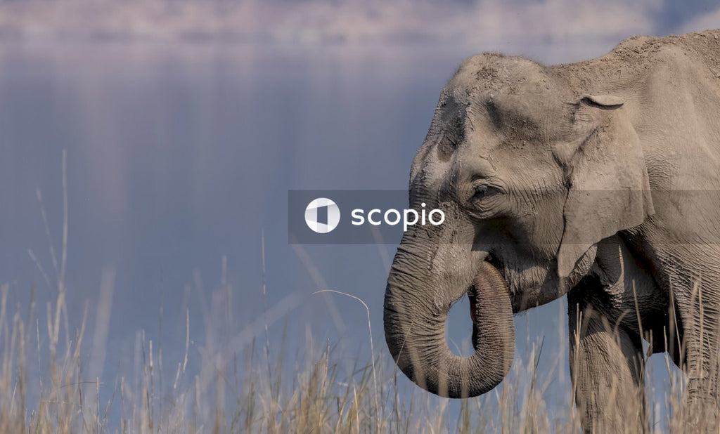 Elephant on green grass field