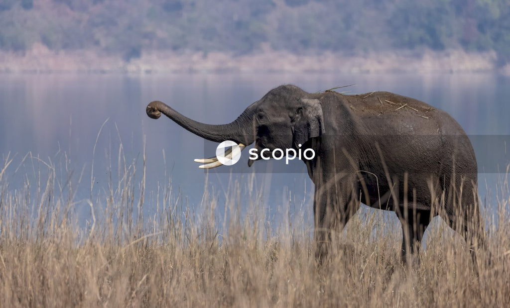 Asian elephant in the forest of Jim corbett