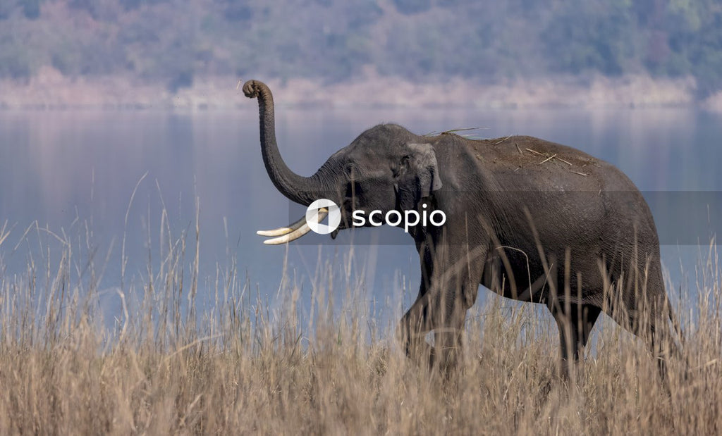 Elephant walking on brown grass field