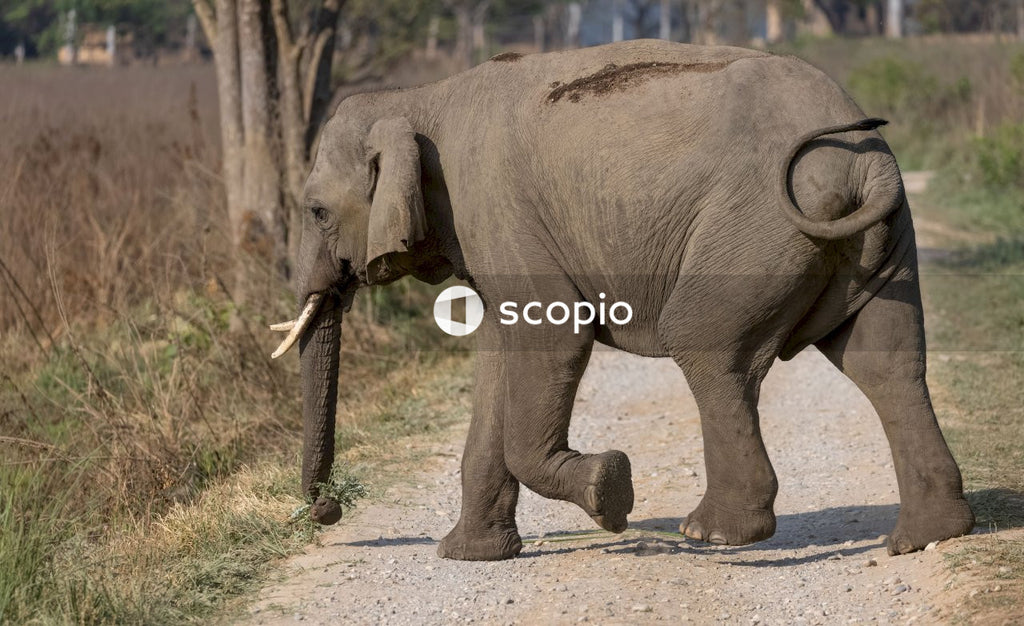Elephant walking on dirt road