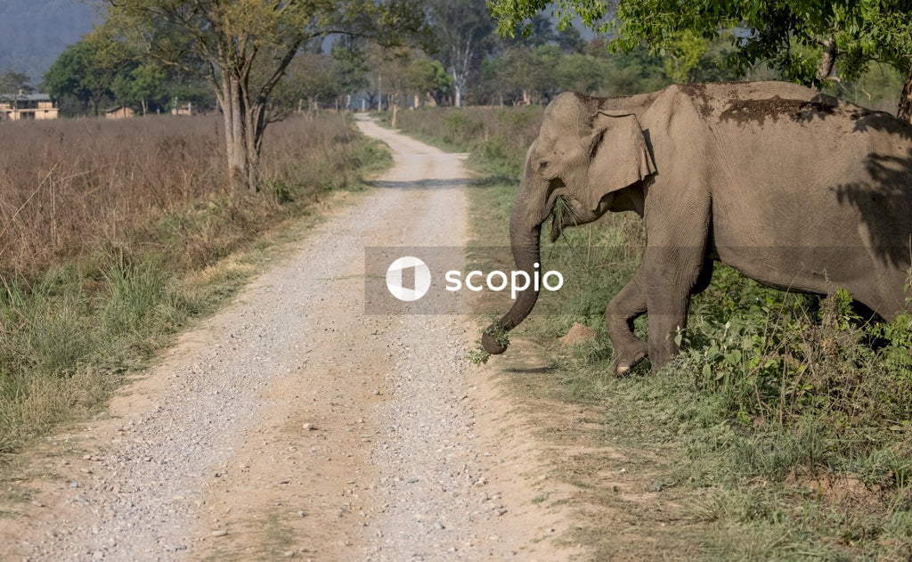 Elephant walking on dirt road