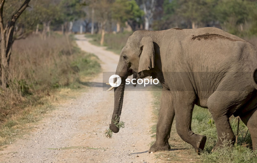 Elephant walking on dirt road