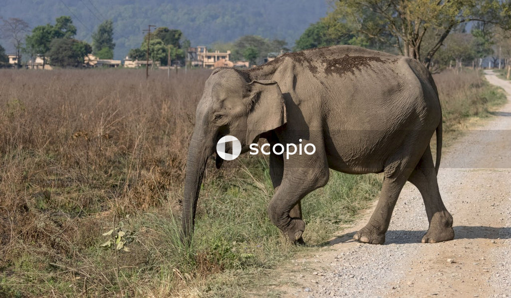 Asian elephant in the forest of Jim corbett