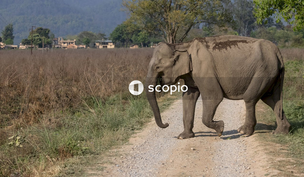 Asian elephant in the forest of Jim corbett
