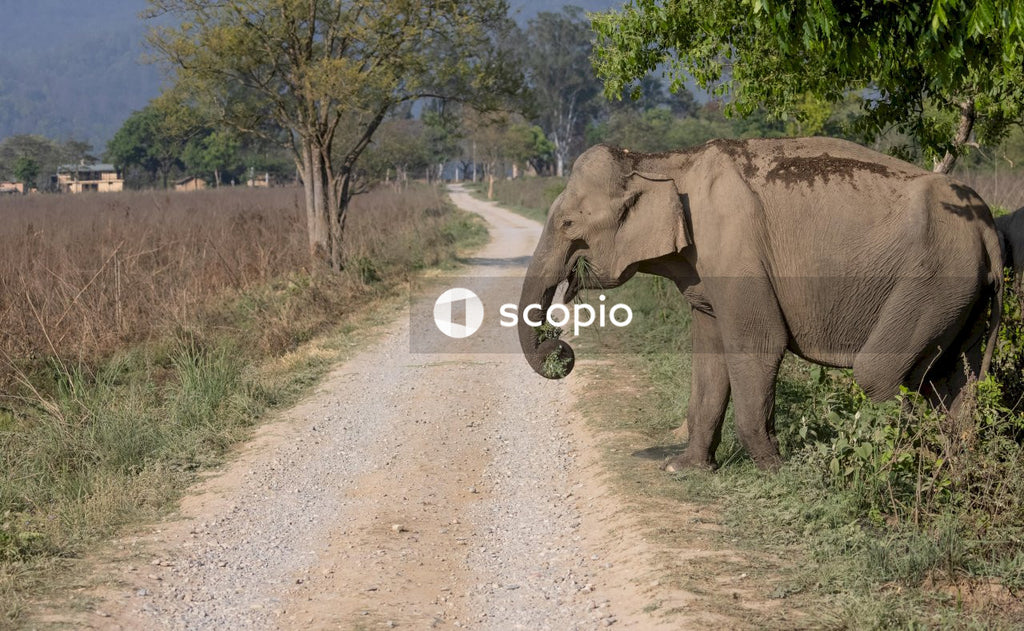 Elephant walking on dirt road