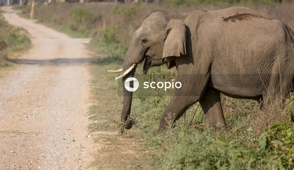 Elephant walking on dirt road