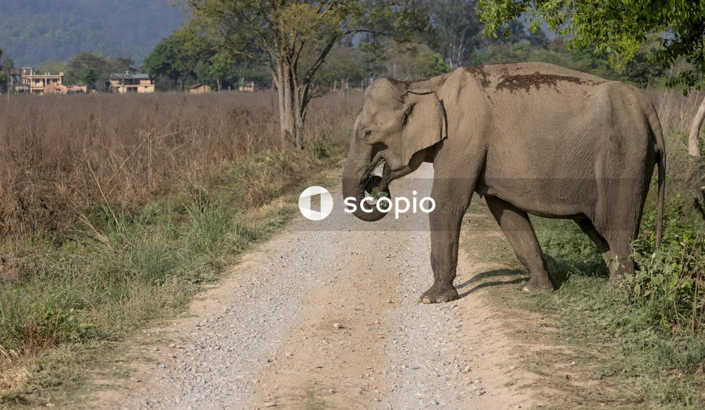 Elephant walking on dirt road
