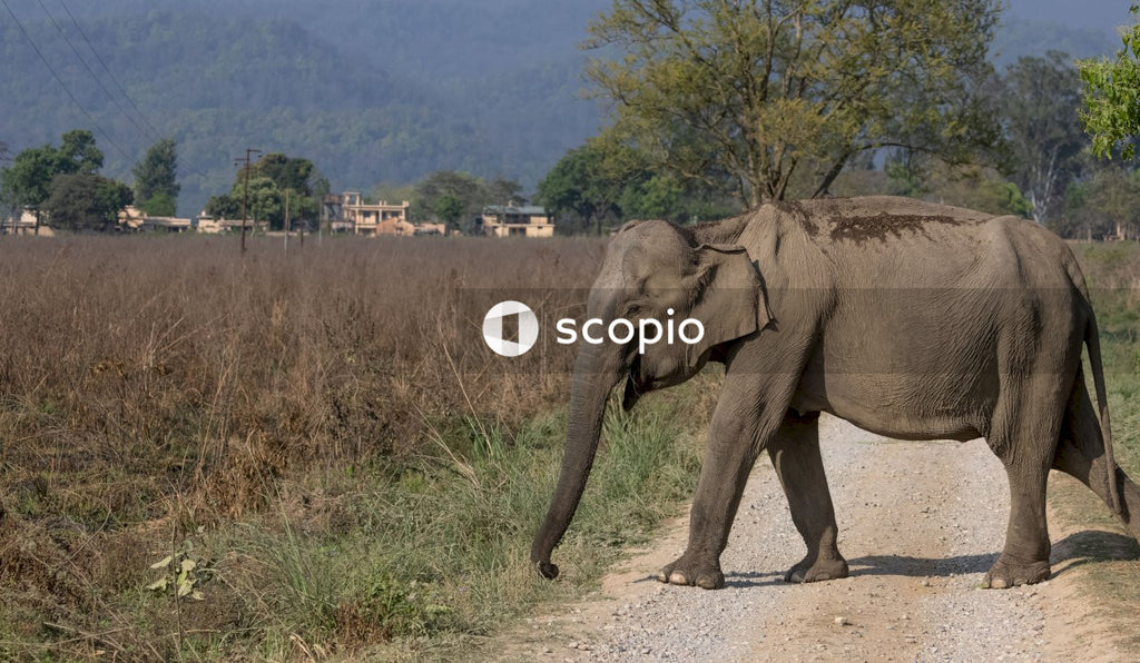 Elephant walking on dirt road