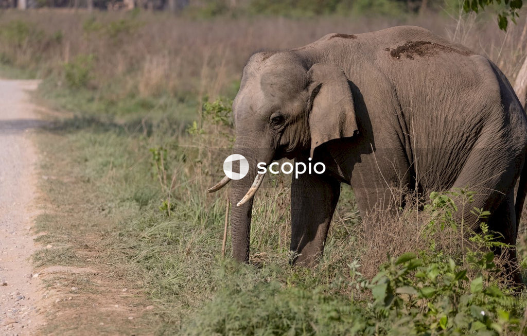 Elephant walking on green grass field