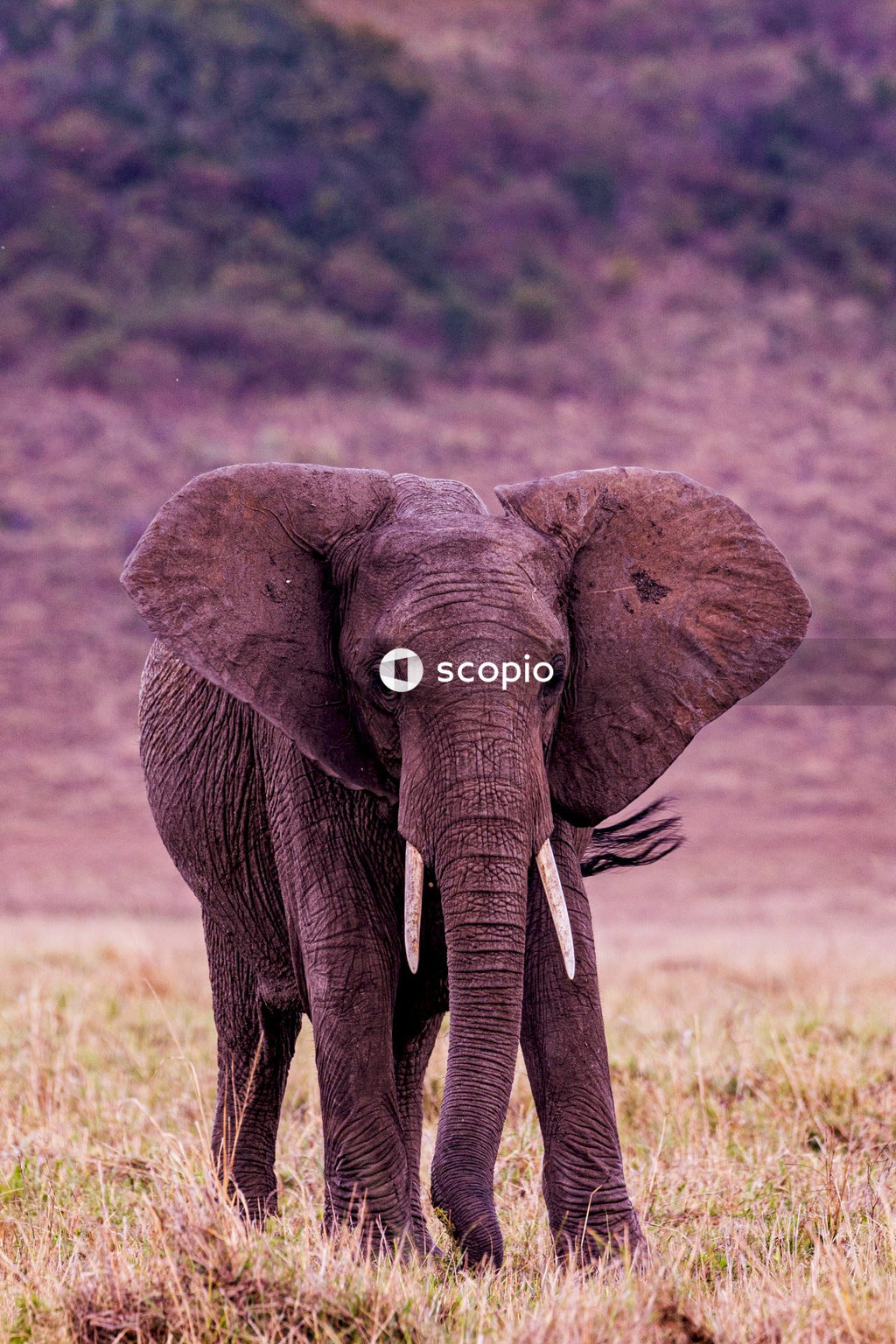 Elephant walking on green grass field