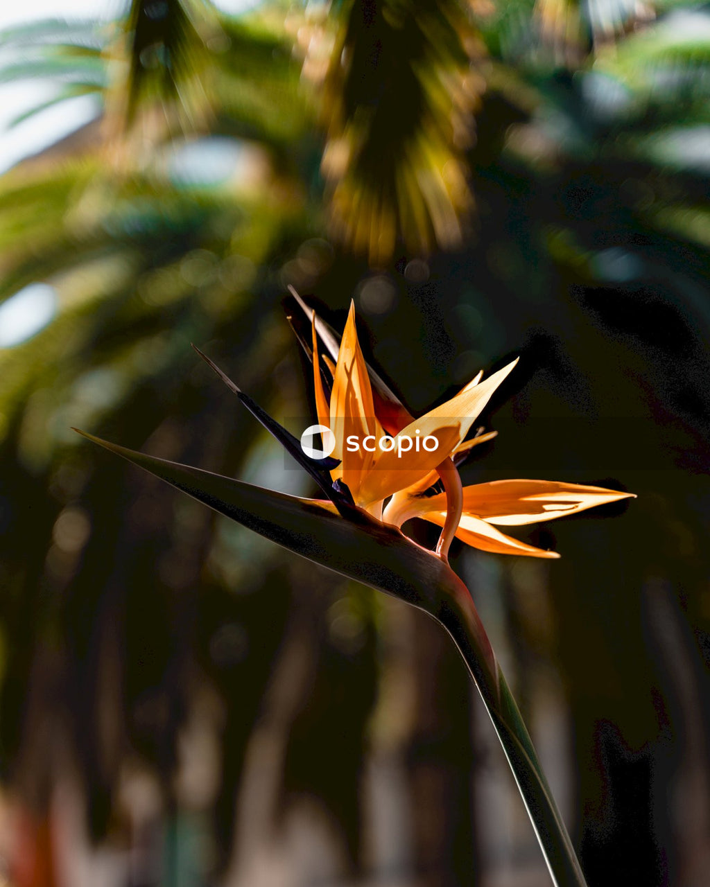 Orange bird of paradise flower 