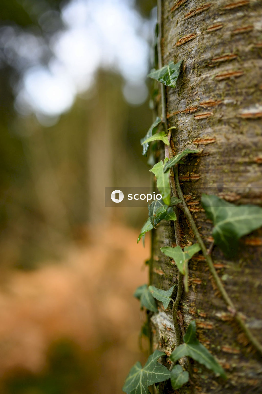 Green moss on brown tree trunk