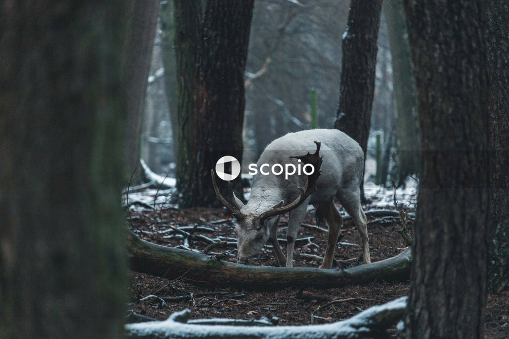 Snow Covered Forest Is Graced by Presence of White Deer