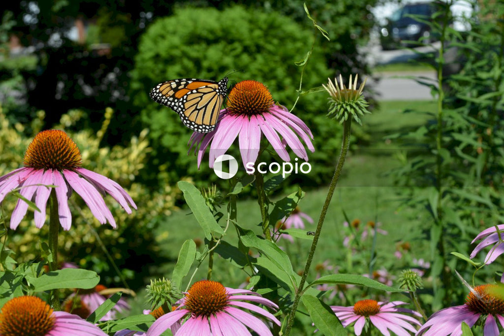 Beautiful Monarch Butterfly Rests on Pink Flower in Green Garden