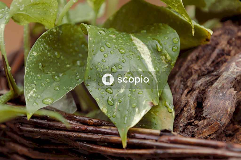 Green leaf plant on brown soil
