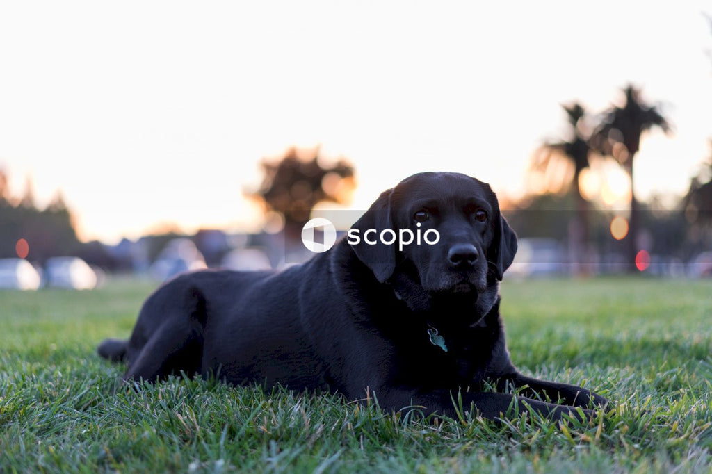 Black labrador retriever lying on green grass