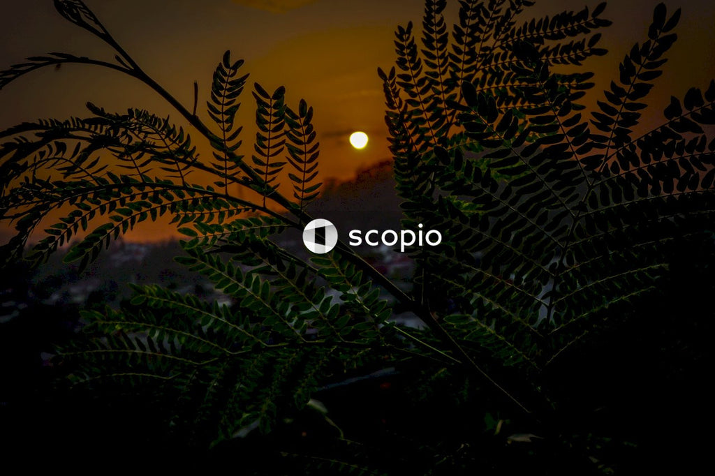 Spider web on green plant during sunset