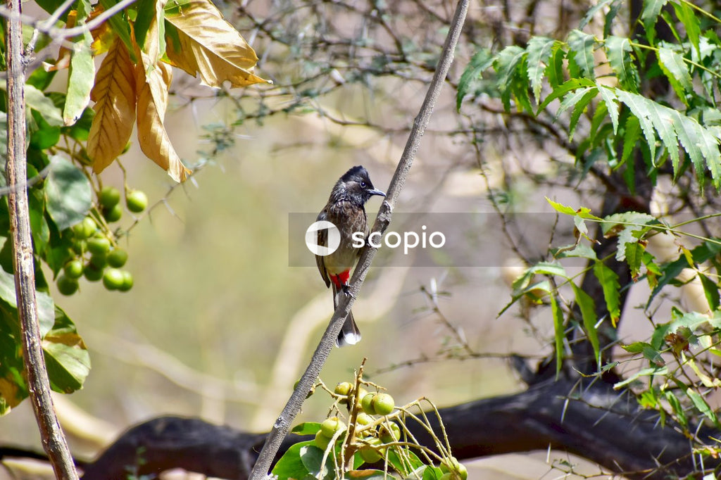 Tiny Beautiful Bird In Lush Green Jungle