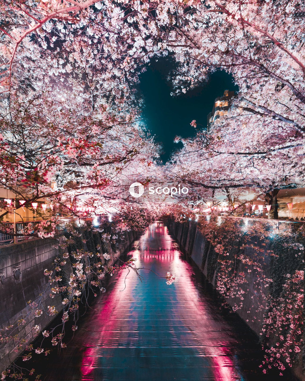 Canal surrounded by cherry blossom trees with heart shape