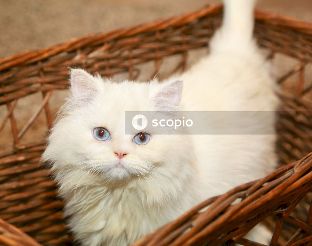 White cat on brown woven basket