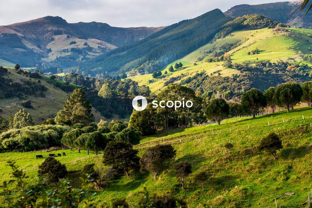 Green grass field and trees covered mountains