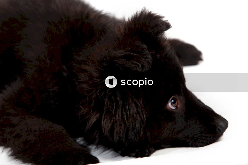Black long coated medium sized dog