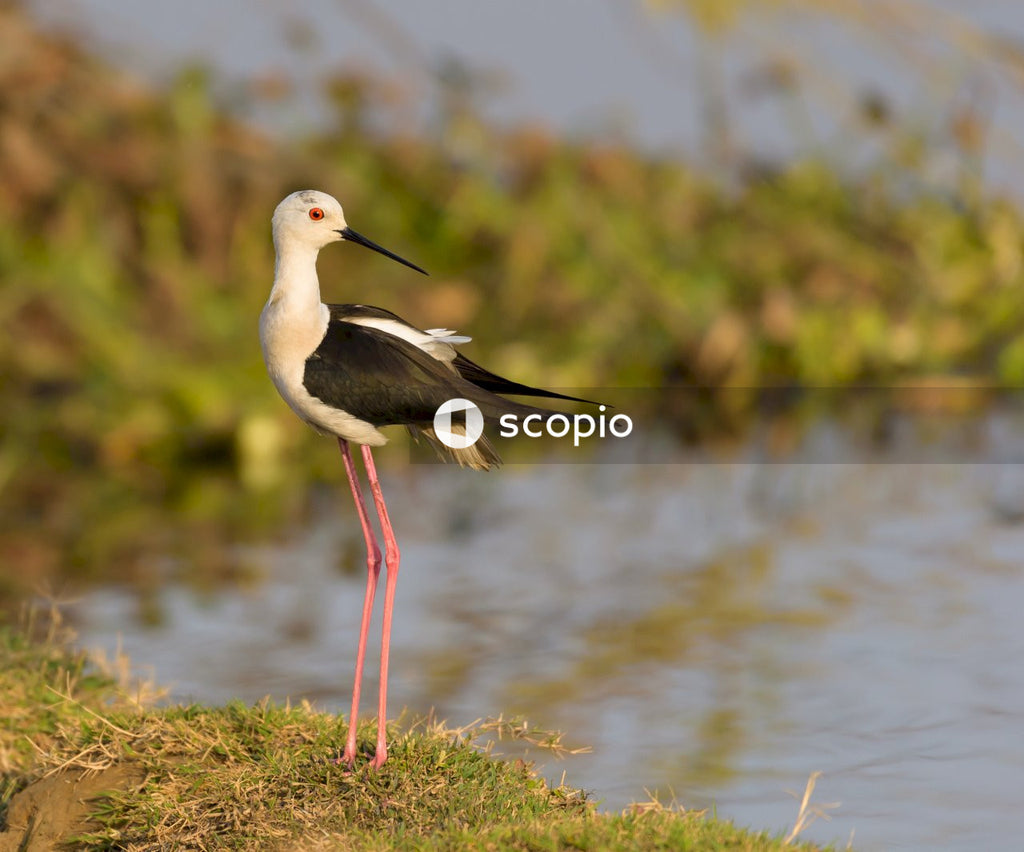 Stilt on green grass