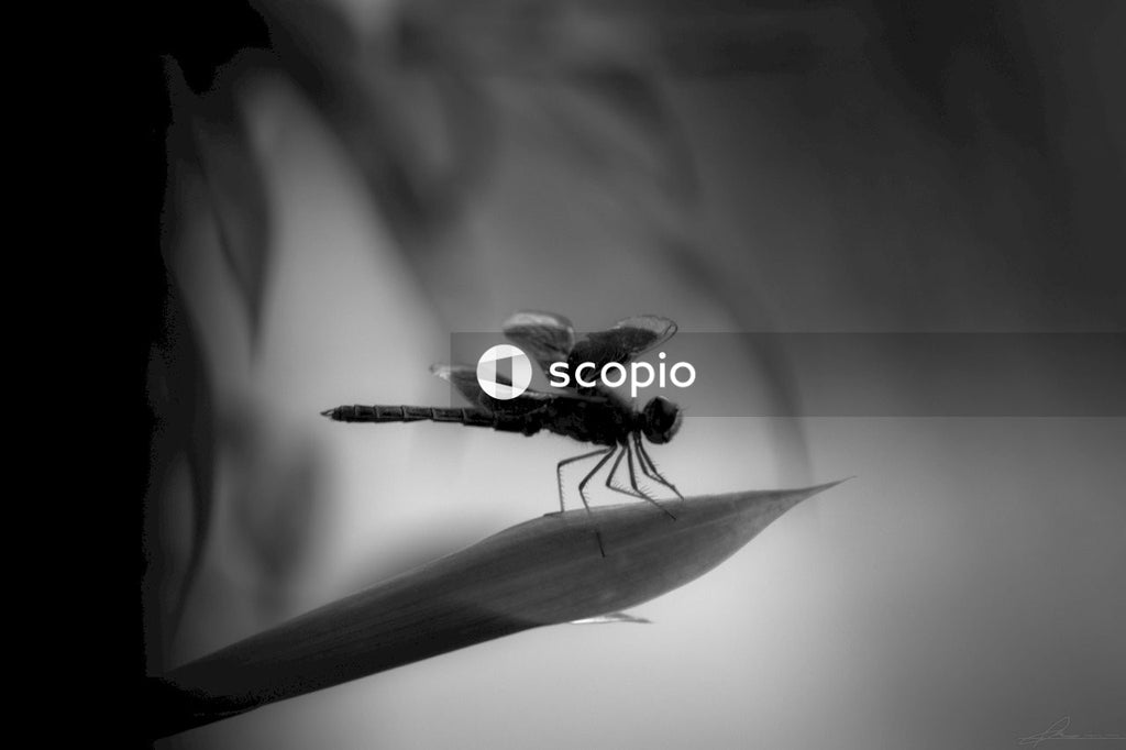 Grayscale photo of a dragonfly