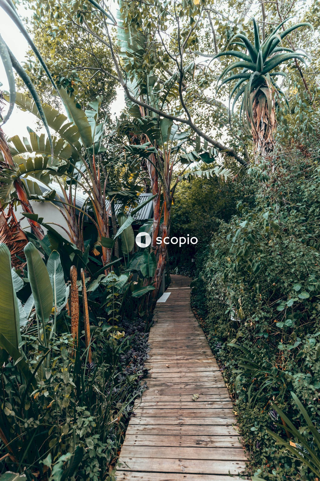 Pathway between green plants