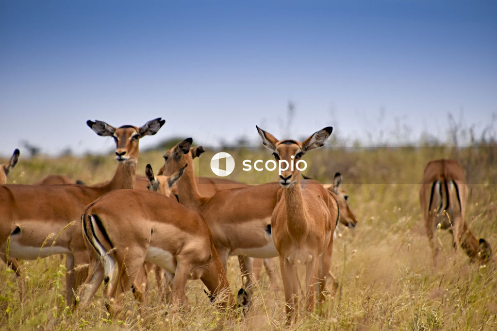 Brown deer on green grass field